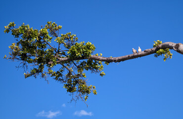Two White Doves Sitting on a Tree Branch with Blue Sky Above.