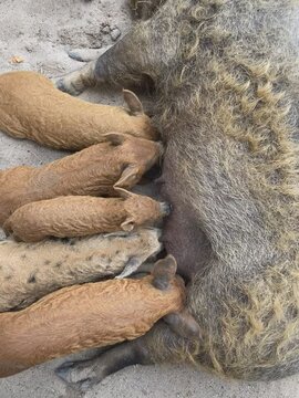 Wollschweine werden Ges&auml;ugt