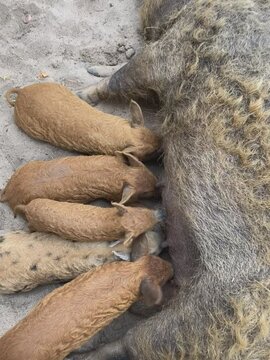 Wollschweine beim S&auml;ugen