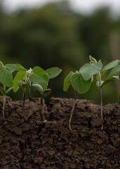 Young soybean plants with roots in the soil