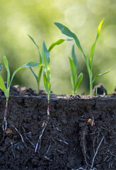 Young corn plants with roots in the soil