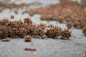 fruits of an american storax tree on a tarmac road