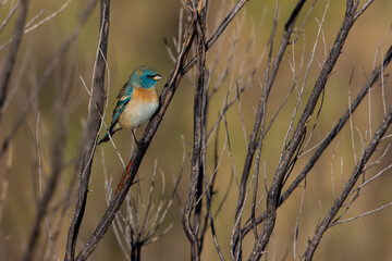 Lazuli Bunting