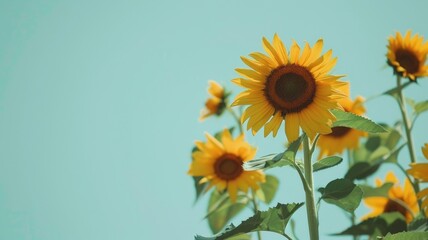 Obraz premium Bright yellow sunflowers against clear blue sky background
