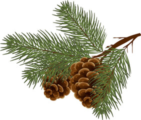 Pine branch with cones. Christmas decor. Green Christmas tree and cones. Christmas decoration. Winter bouquet, png