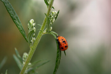 close-up, ladybug pupa on the grass