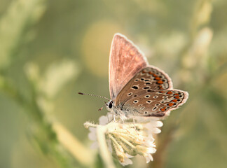 close-up of a butterfly sitting on a daisy
