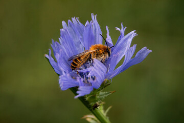 close-up, a bee fell asleep in a flower