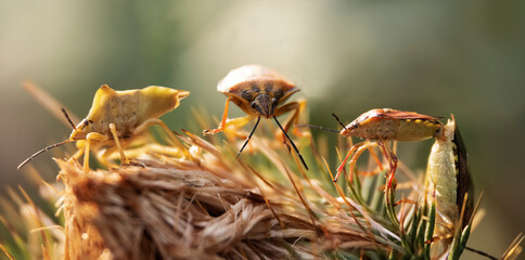 macro view of four insects