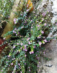 photo of beautiful pink flowers growing in the garden