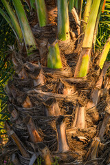 Green palm stem Cut into rows