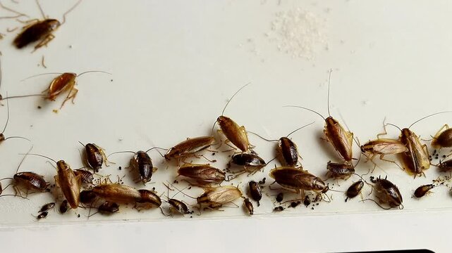 Cockroaches at home.A group of cockroaches on an adhesive paper trap.A problem with insects in the house.