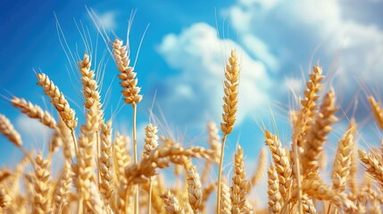 Fototapeta premium Wheat field with wheat ears and blue sky background