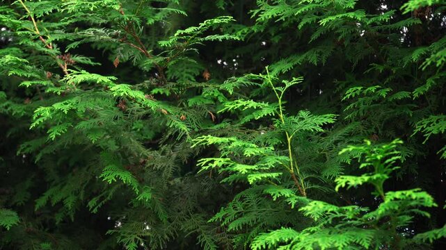 Spruce and pine texture background, close-up slow panoramic motion