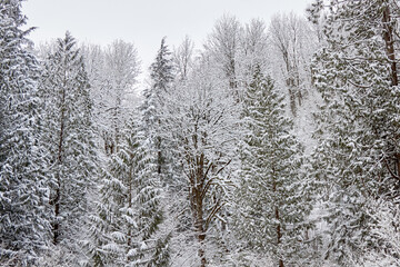 Scenic Trees with Snow