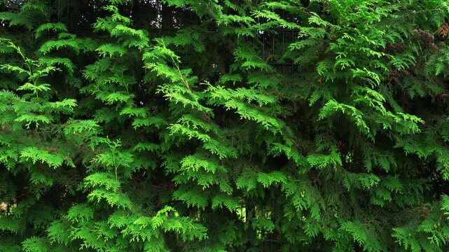 Spruce and pine texture background, close-up slow panoramic motion