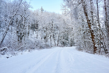 Tire Tracks and Footprints in Fresh Snow