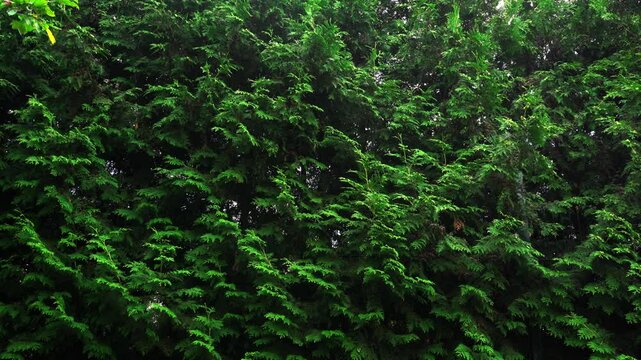 Spruce and pine texture background, slow panoramic motion