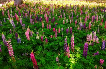 光差すカラフルなルピナスの花畑