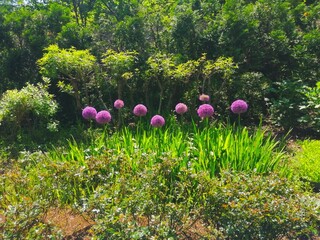 緑の中のアリウム・ギガンチウムの花