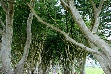 Taking a day trip from Dublin to the Northern Ireland coast and Giant's Causeway