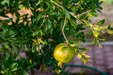 Unripe and green pomegranate on the tree in Island