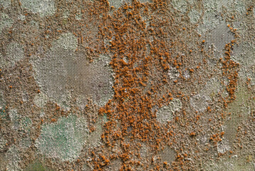Fungus  that grow on fresh bark of trees