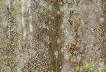 Fungus  that grow on fresh bark of trees