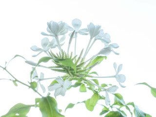 暑い夏に涼しげな花を咲かせるルリマツリ