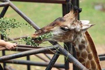 portrait of a giraffe, close up of a giraffe, giraffe © kampaw