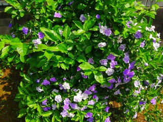 ニオイバンマツリ　紫から白へ花色が変化