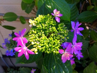 ガクアジサイの花