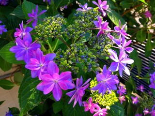 ガクアジサイの花