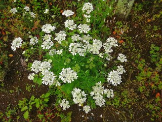 オルレア（オルラヤ）の白い花　せり科