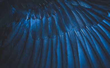 plumage background