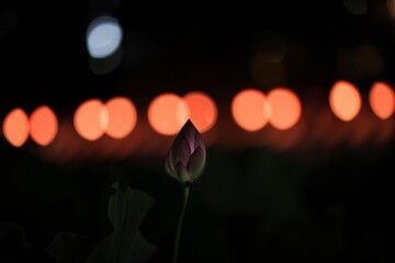 蓮の花と祭りの灯