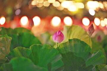 蓮の花と祭りの灯