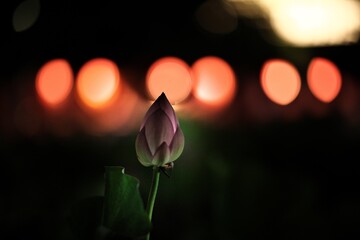 蓮の花と祭りの灯