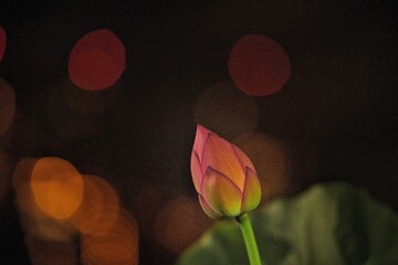 蓮の花と祭りの灯