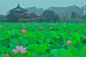 日本の寺と蓮