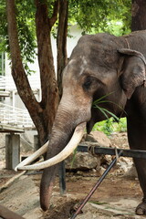 elephant in zoo, elephant