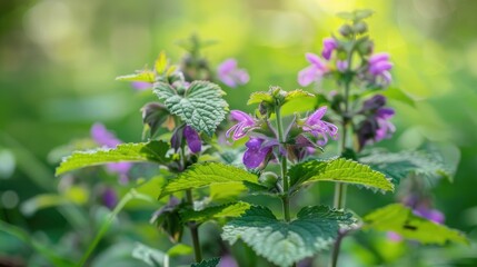 Purple dead nettle floral plant with selective focus amidst forest foliage