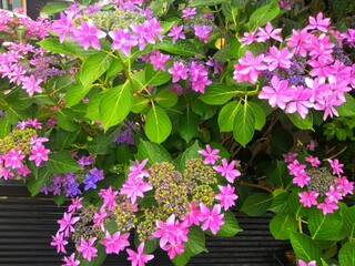 ガクアジサイのピンクの花