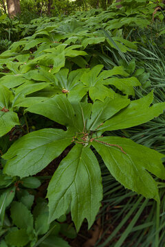 Mayapple in Cades Cove in the Spring