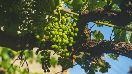 vine plant with almost ripe grapes that let pass through it