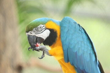 blue and yellow macaw, Macaw Bird