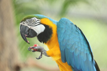 Macaw Birds