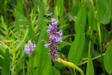 Bee Flying Flower