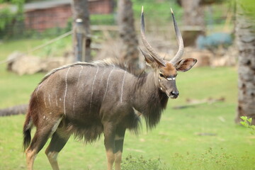 Nyala Animal, Nyala in the Zoo