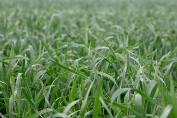 Agricultural field with green young wheat plants in summer.
